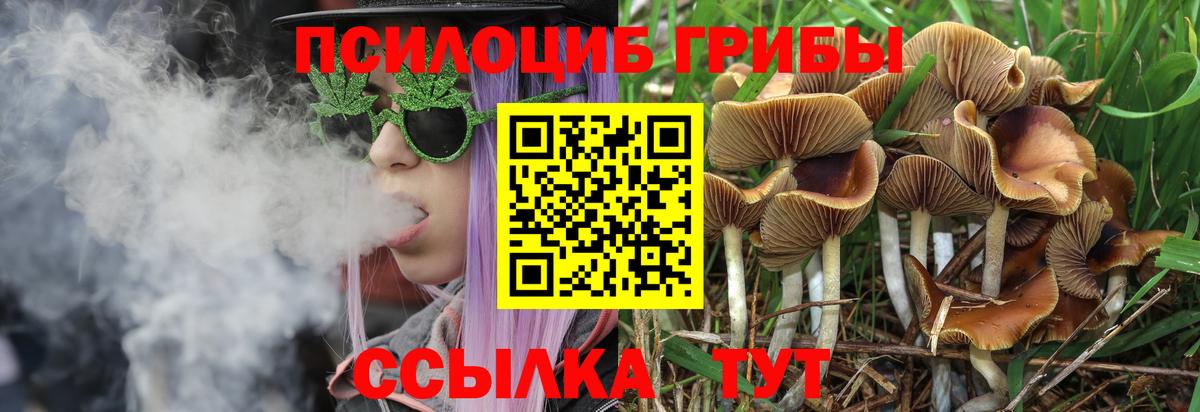Галлюциногенные грибы Psilocybe Коммунар